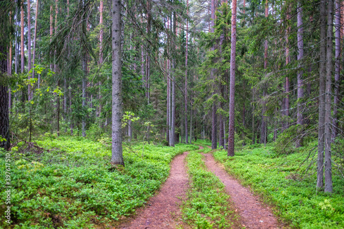 enmpty forest road with tractor car tire track marks