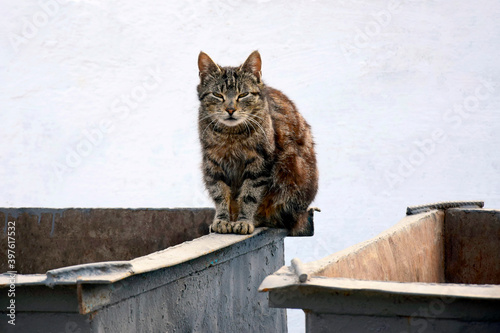 Fototapeta Naklejka Na Ścianę i Meble -  Homeless cat on the garbage container. One houseless cat on the street, outcast. Unhoused pet in the yard sits on metal trash container.  Selective focus.
