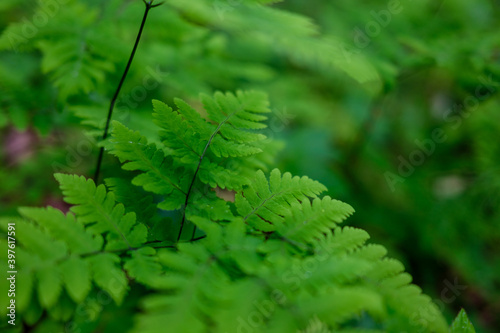 fresh green summer foliage abstract after the rain