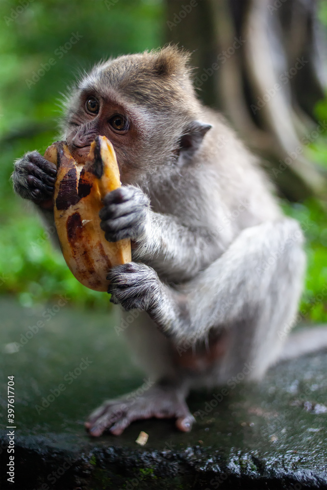 Naklejka premium Monkey eating Banana against blurred green background
