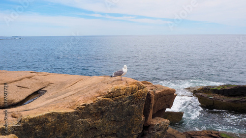 Seagulls on a rock and tranquil ocean beauty in Maine, USA.