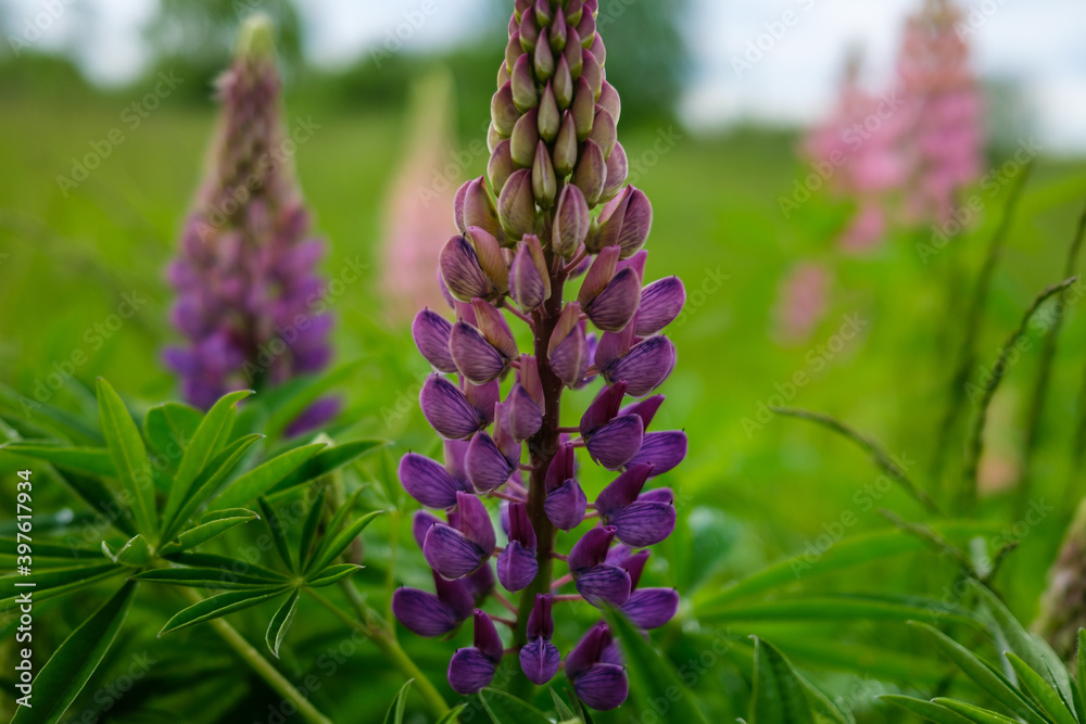 colored summer flowers with blur background colored summer flowers with blur background