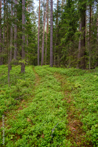 enmpty forest road with tractor car tire track marks