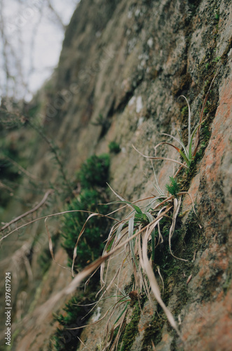 Mauerblümchen Waldmarbel