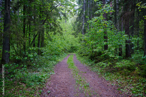 enmpty forest road with tractor car tire track marks