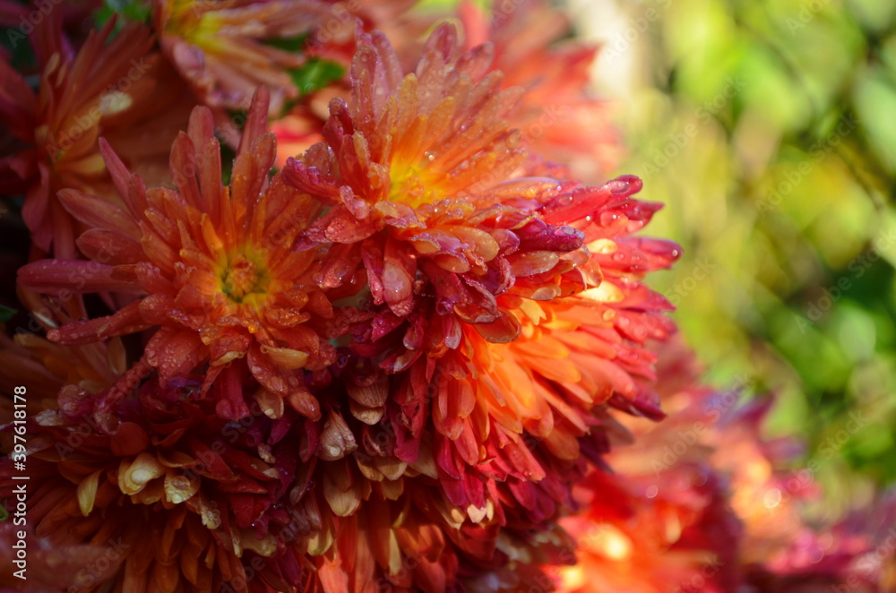 Beautiful drop of water morning dew on petal of chrysanthemum flower with summer spring reflection close-up macro in nature Beautiful drop of water morning dew on petal of chrysanthemum flower with summer spring reflection close-up macro in nature