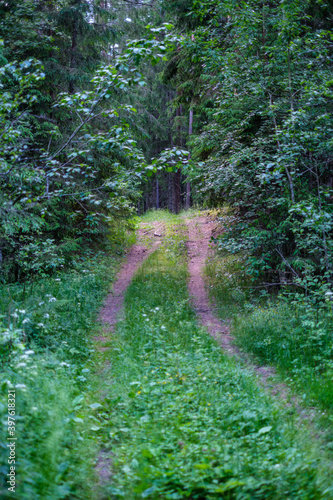 enmpty forest road with tractor car tire track marks