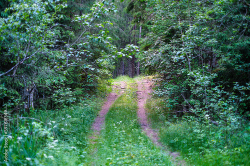 enmpty forest road with tractor car tire track marks