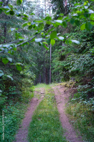 enmpty forest road with tractor car tire track marks