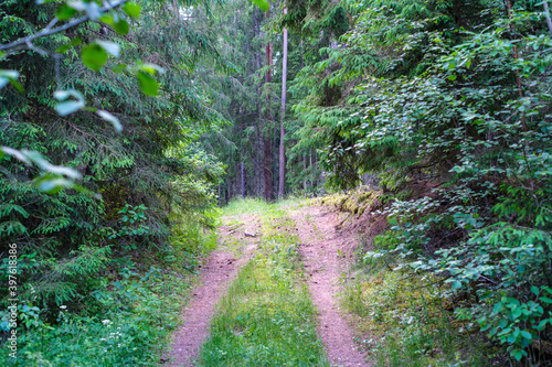 enmpty forest road with tractor car tire track marks