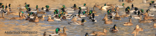 Photo group of waterfowl ducks on the lake