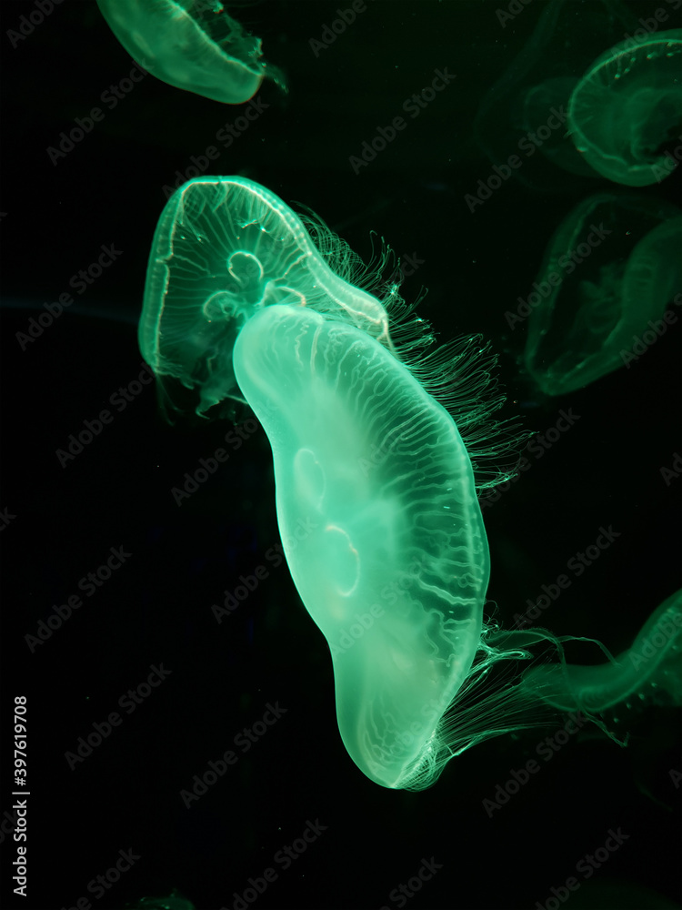 Jellyfishes free swim and glow in the dark Jellyfishes free swim and glow in the dark