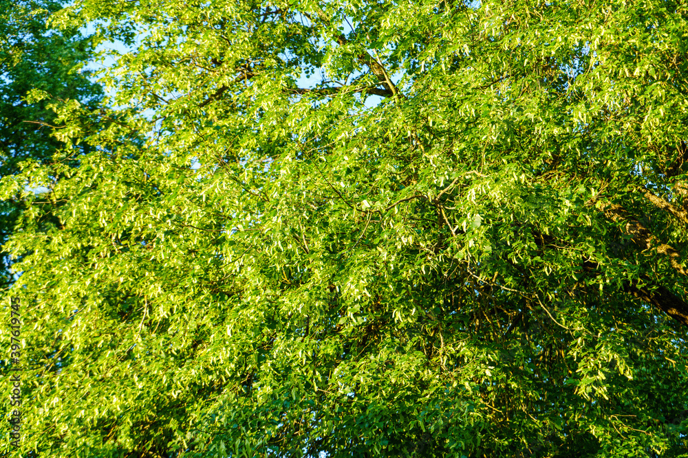 Fototapeta premium fresh green summer foliage abstract after the rain