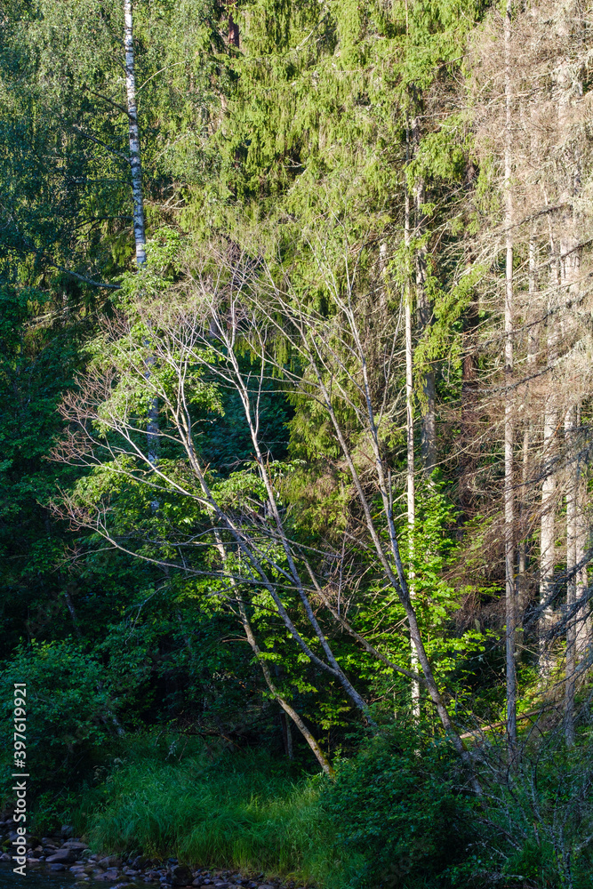 Fototapeta premium spruce tree branches on blur background in summer forest