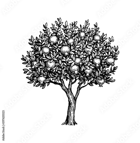 Ink sketch of pomegranate tree.