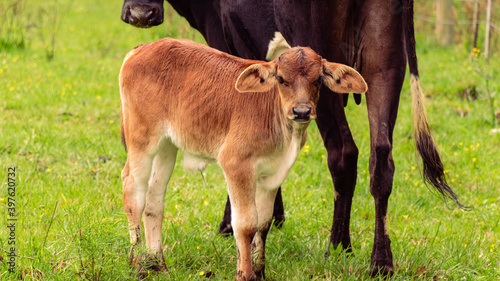 calf and cow, green pasture, blur, medium full shot, dawn