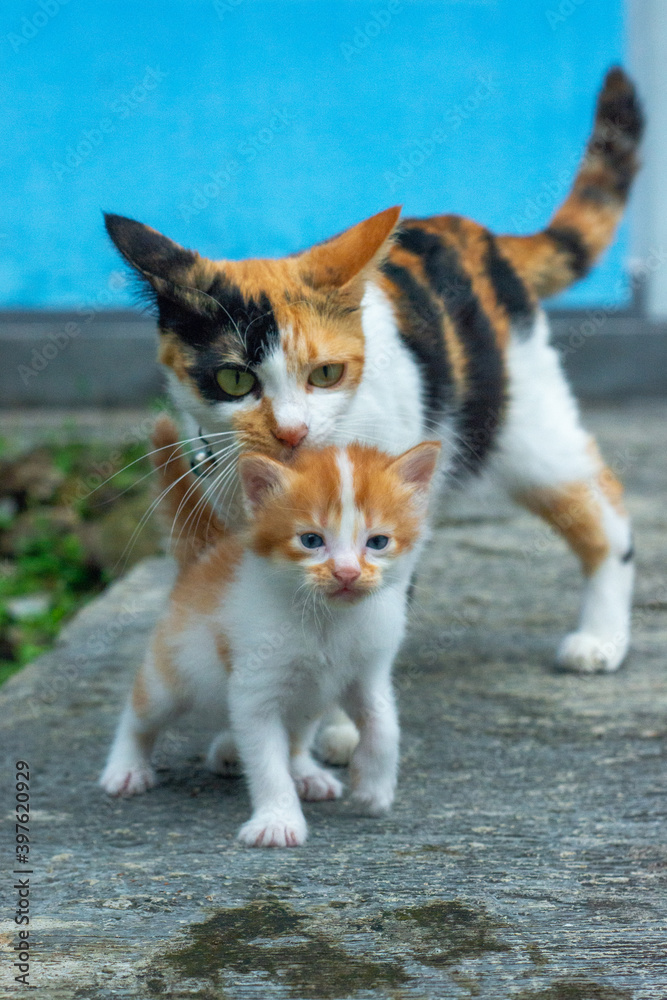 Kittens with her mom