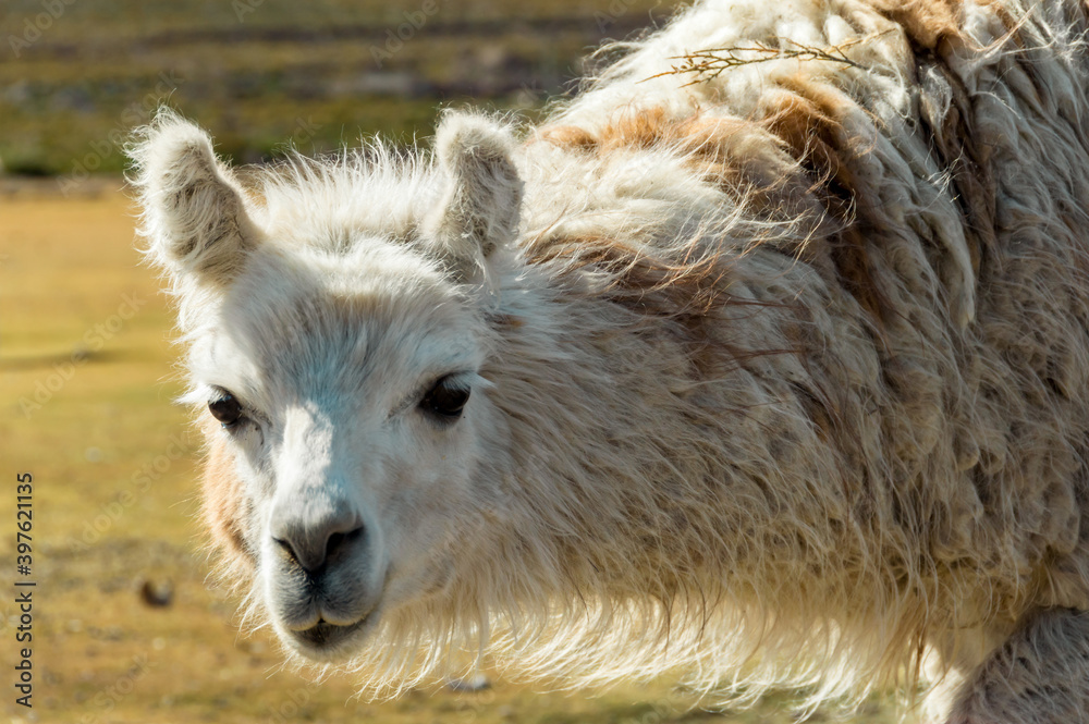 Fototapeta premium Bolivian Llama