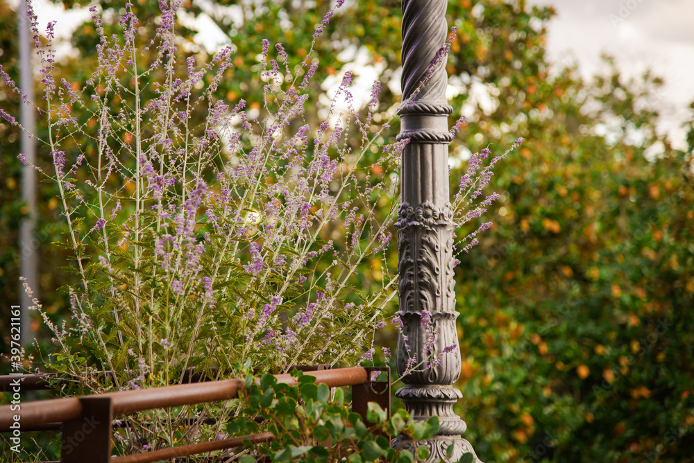 Fototapeta premium Lavender and lantern at the roadside in Tuscany in Italy