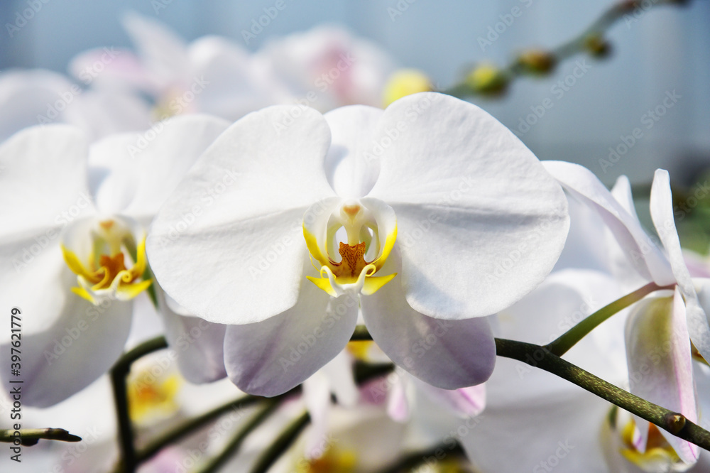Obraz premium Close up of a orchid