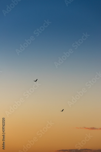 綺麗な夕焼けと飛んでいる鳥の風景