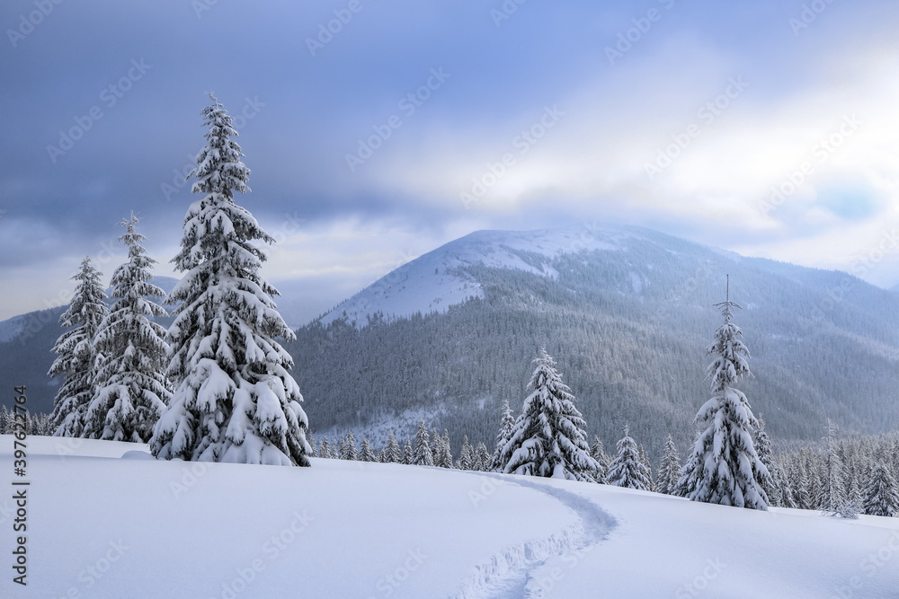 Nature winter scenery. High mountain. On the lawn covered with snow there is a trodden path leading to the forest. Snowy background. Location place the Carpathian, Ukraine, Europe.