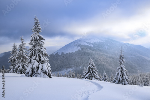 Nature winter scenery. High mountain. On the lawn covered with snow there is a trodden path leading to the forest. Snowy background. Location place the Carpathian, Ukraine, Europe. © Vitalii_Mamchuk