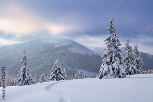 Nature winter scenery. High mountain. On the lawn covered with snow there is a trodden path leading to the forest. Snowy background. Location place the Carpathian, Ukraine, Europe.
