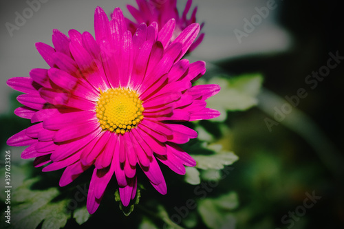 Lilac Chrysanthemum (Latin Chrysanthemum) against a blurred background of greenery.