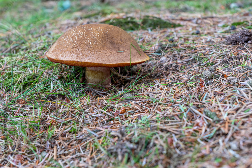 Boletus Erythropus Boletus Erythropus
