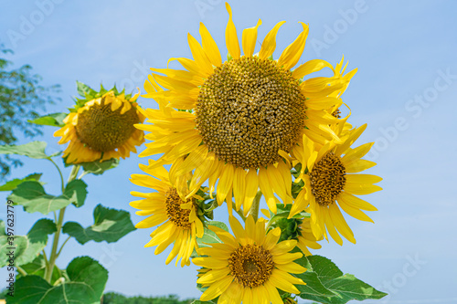 Sunflower blossom with blue sky and sunny summer day