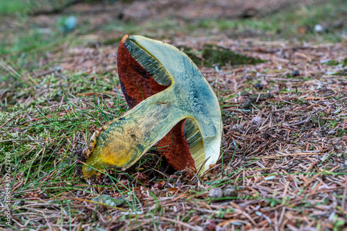 Boletus Erythropus