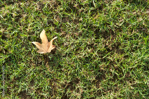 Green grass background with dry maple leaf 