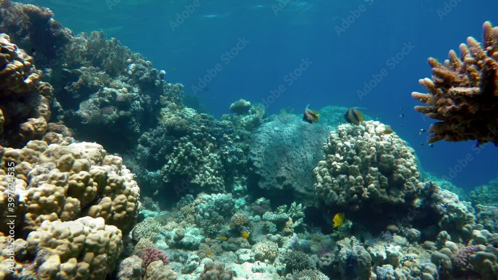 Beautiful coral reefs and tropical fish. Underwater life in the ocean. Beautiful coral reefs and tropical fish. Underwater life in the ocean.