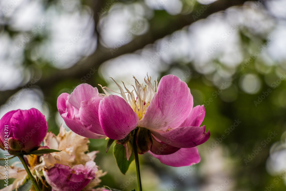 Detailed close-up a beautiful pink flower Detailed close-up a beautiful pink flower