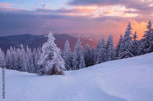 Awesome sunrise. High mountains with snow white peaks. Winter forest. A panoramic view of the covered with frost trees in the snowdrifts. Natural landscape with beautiful sky.