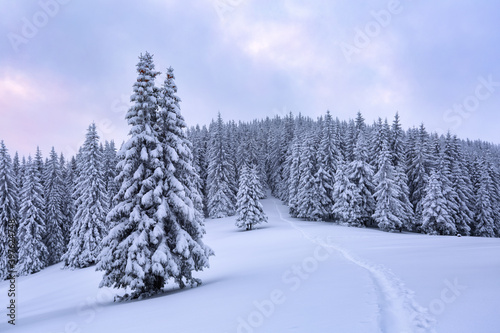 Nature winter scenery. High mountain. On the lawn covered with snow there is a trodden path leading to the forest. Snowy background. Location place the Carpathian, Ukraine, Europe.