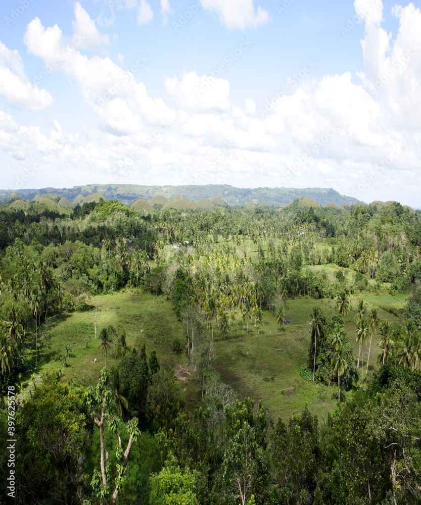 Obraz premium Beautiful view of the green forest from the hill