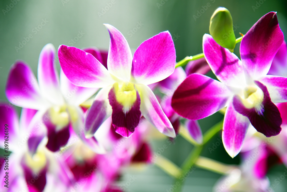 Close up of a orchid Close up of a orchid