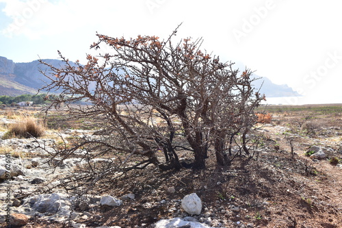 burnt shrub on a valley