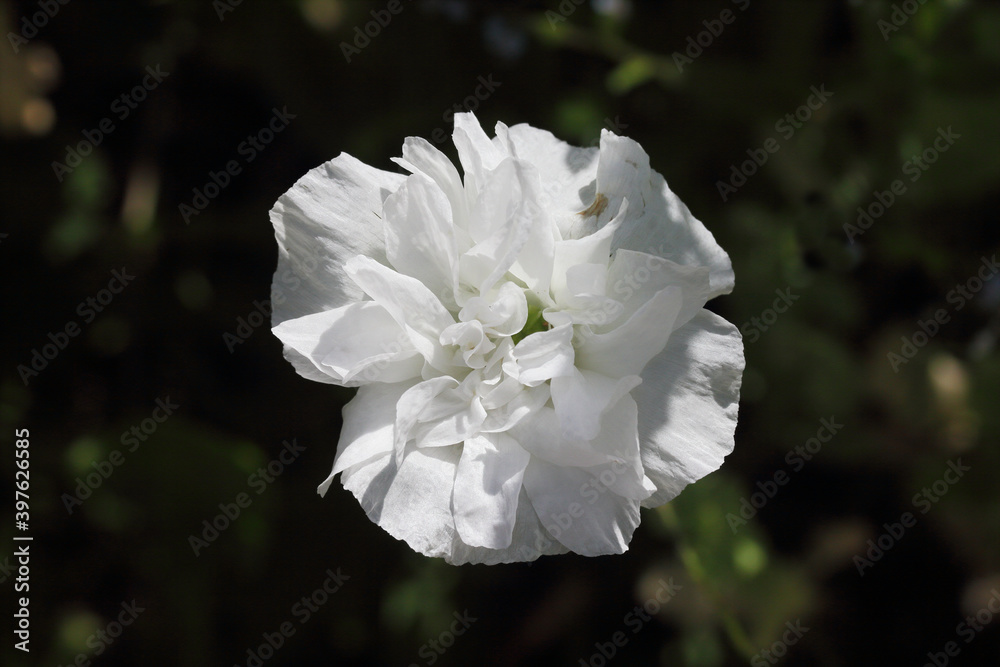 Obraz premium Poppy (Papaver orientale)