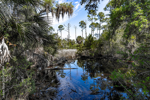 Images from the Lower Suwannee River Wildlife Management Area in Florida photo
