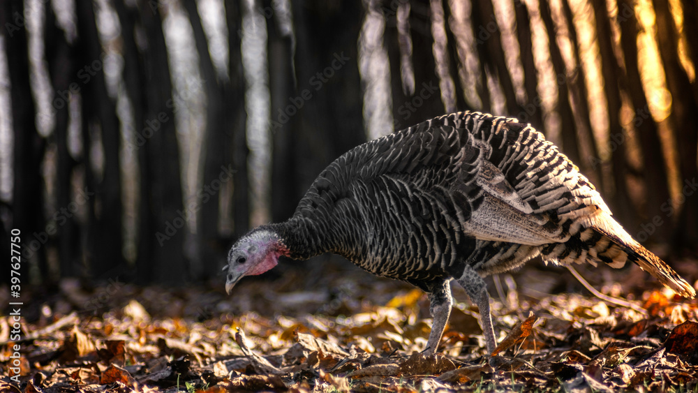 The turkey stands on a fallen leaf on a sunny day. An isolated bird in the wild