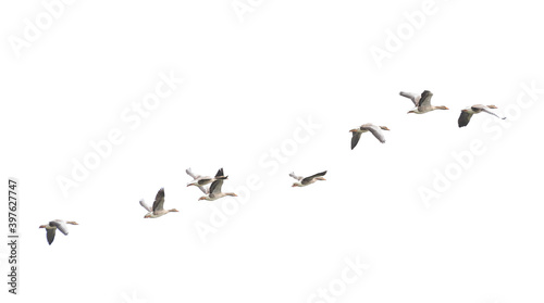 Wild Goose, Greylag Goose. Flying geese. © resul