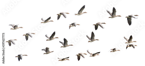 Wild Goose, Greylag Goose. Flying geese. photo