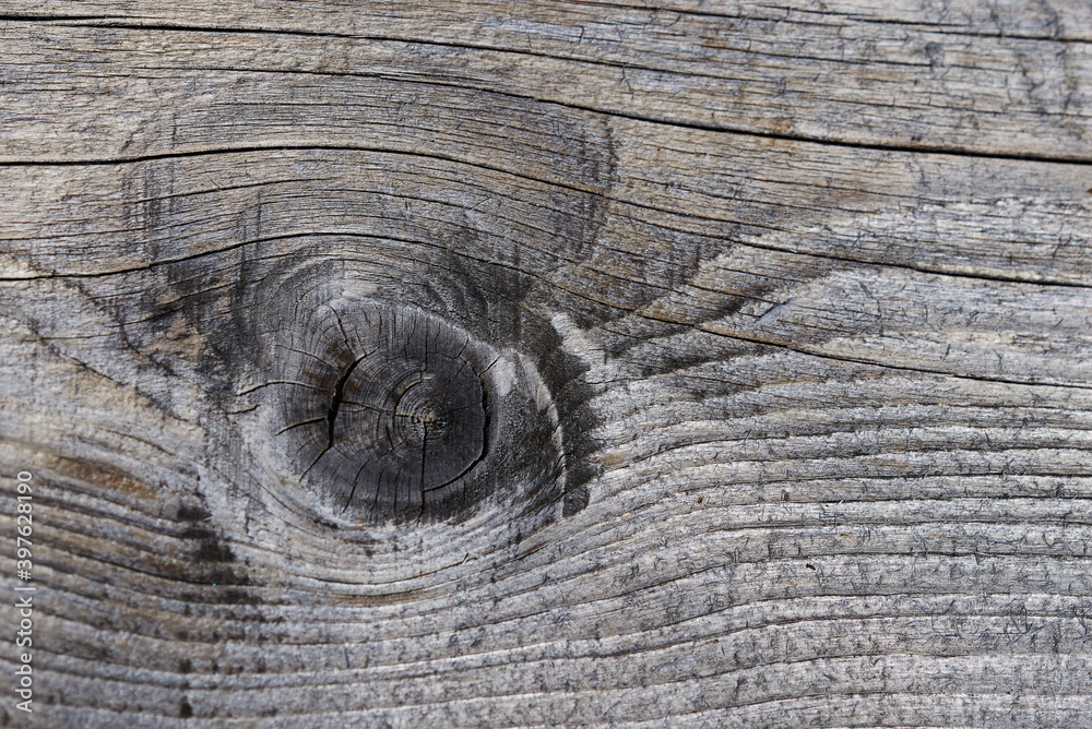 Texture of old sawn board with knots Texture of old sawn board with knots