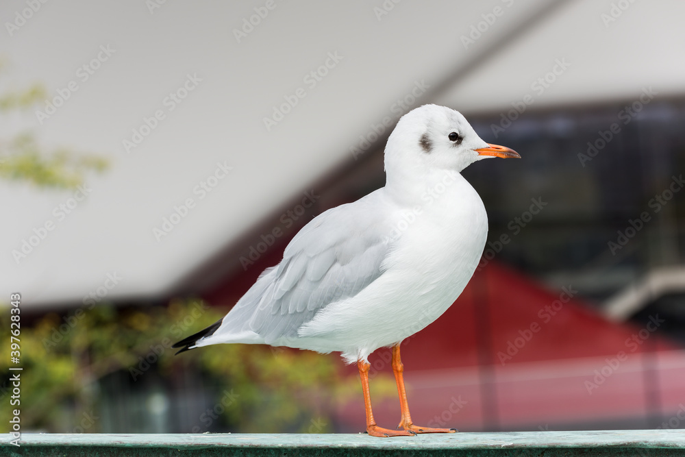 Obraz premium Beautiful white seagull in city.