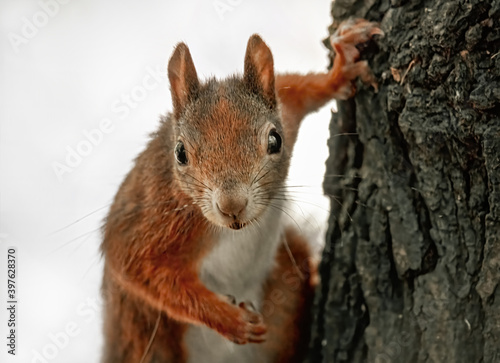 Neugierig schauendes Eichhörnchen am Baumstamm