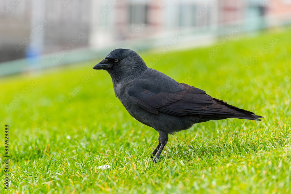 Fototapeta premium Crow on the green grass.
