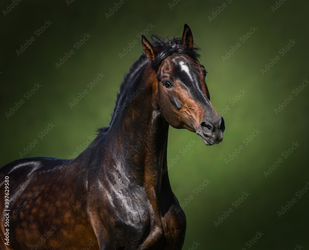 Obraz premium Portrait of Orlov-Rostopchin horse on green background.